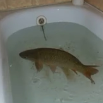 Le_Fische13's Avatar'