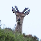 NetanyahuOnR6's Avatar'