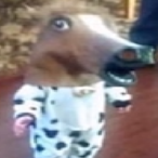 SeRolf.SdC's Avatar'