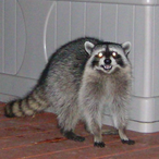 Prolo.Ruse_Gair's Avatar'