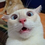 SecretAgentBell's Avatar'