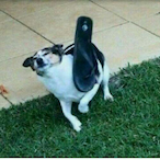 Buruno_str's Avatar'