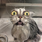 Meow.the.Cat's Avatar'