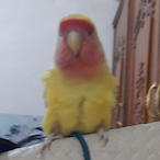 Crystal_Man.'s Avatar'