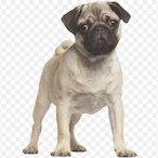 puggy.org's Avatar'