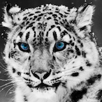 dingdog9's Avatar'