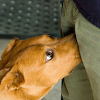 Ball.Sniffer's Avatar'
