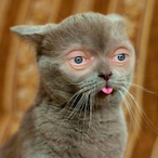 rambocabrito's Avatar'