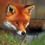 SpoodyFox's Avatar'