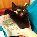Sasouhzy's Avatar'