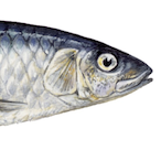 mouse 4 fun's Avatar'