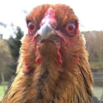 TheSuperChicken's Avatar'