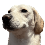 nala.iwnl's Avatar'