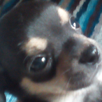 smileydoggy3's Avatar'