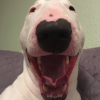 theWalterdog's Avatar'