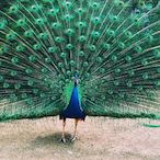 swing_me_67's Avatar'