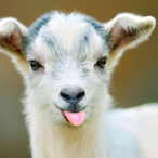 DwnSYNDR0ME's Avatar'