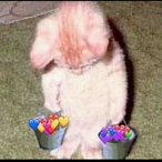 Zesja's Avatar'