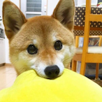 DiegoDudeDoggo's Avatar'