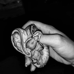 Nocksya's Avatar'