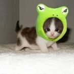 frogdog1313's Avatar'