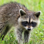 HarrisdaIe's Avatar'