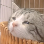 Pauvre_Neko's Avatar'