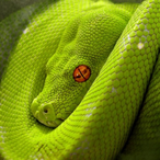 GreenSsnake's Avatar'