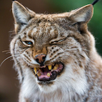 ZOO_Lince's Avatar'