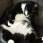 Cubbers_Sleepy's Avatar'