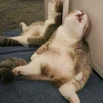 MauWanderer's Avatar'