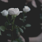 Sparingbowl3552's Avatar'