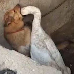 SuperGawkCombo's Avatar'