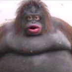 daddynikke67's Avatar'