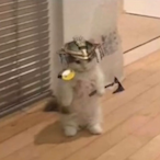 naqkncheeze's Avatar'