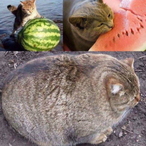 Cheeky.Prawn's Avatar'