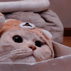 PssessdMeowMeow's Avatar'