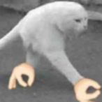 CapsaicinCowboy's Avatar'