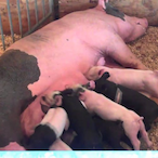 Knuckles-Deep999's Avatar'