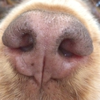 EnchanterMine's Avatar'