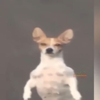 Jetfuel's Avatar'