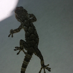 B4_ShAd0w.WLF's Avatar'