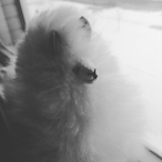 RaveLlama's Avatar'