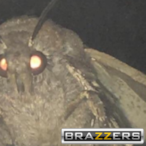 SargentoPollita's Avatar'