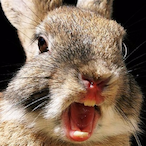 D9inesplatt's Avatar'