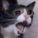 STRXKE SXRF's Avatar'