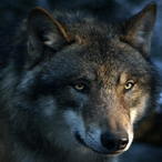 nWo-Iron_Eagle's Avatar