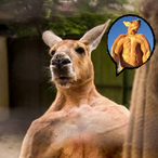 FightKangaruuu's Avatar'