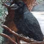 Mr_Crows1's Avatar'