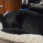 hiimlizzard's Avatar'